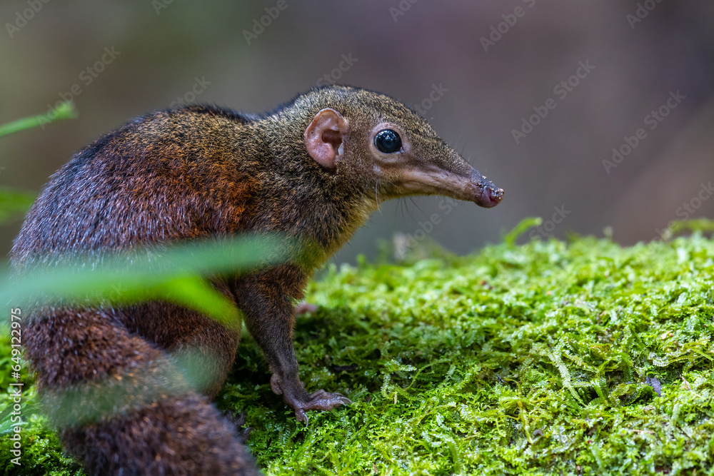 Nature wildlife image of Common treeshrew Long and slender animals with long tails and soft greyish brown fur eats fruits. Nature wildlife image of Common treeshrew Long and slender animals with long tails and soft greyish brown fur eats fruits.