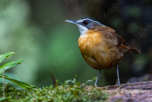Nature wildlife image bird name as BLACK-CAPPED BABBLER capture inside deep rainroest jungle