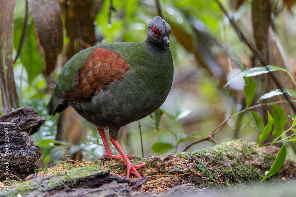 Nature wildlife portrait image of crested partridge (Rollulus rouloul) also known as the crested wood partridge, roul-roul, red-crowned wood partridge on deep forest jungle. Nature wildlife portrait image of crested partridge (Rollulus rouloul) also known as the crested wood partridge, roul-roul, red-crowned wood partridge on deep forest jungle.