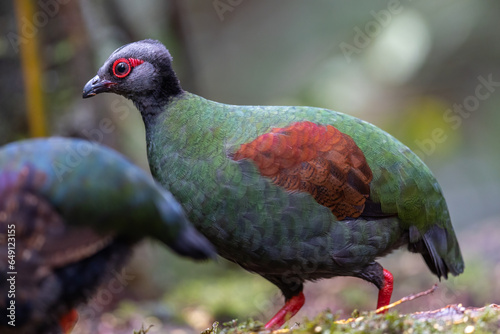 Nature wildlife portrait image of crested partridge (Rollulus rouloul) also known as the crested wood partridge, roul-roul, red-crowned wood partridge on deep forest jungle.