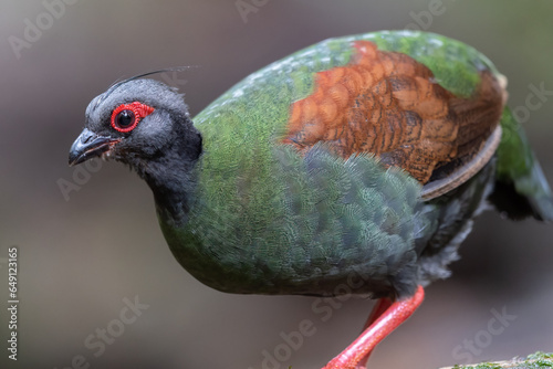 Nature wildlife portrait image of crested partridge (Rollulus rouloul) also known as the crested wood partridge, roul-roul, red-crowned wood partridge on deep forest jungle. photo