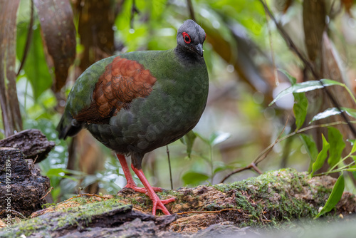 Nature wildlife portrait image of crested partridge (Rollulus rouloul) also known as the crested wood partridge, roul-roul, red-crowned wood partridge on deep forest jungle.