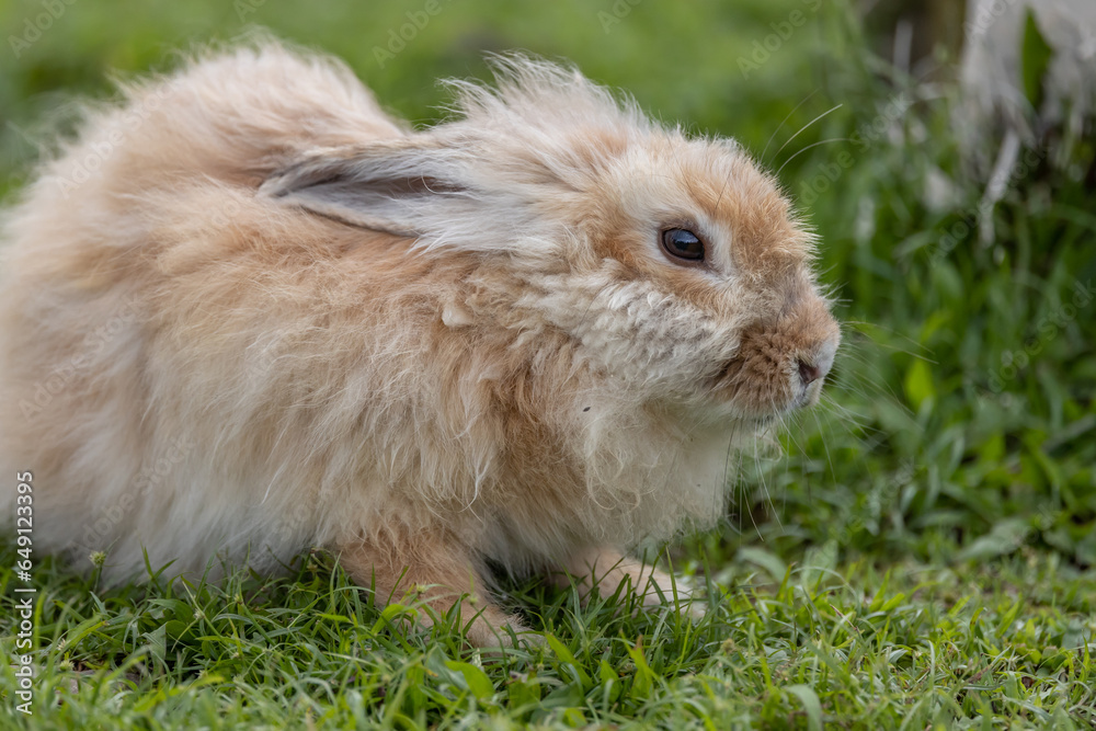 Close-up image of Adorable rabbit at rabbit farm Close-up image of Adorable rabbit at rabbit farm