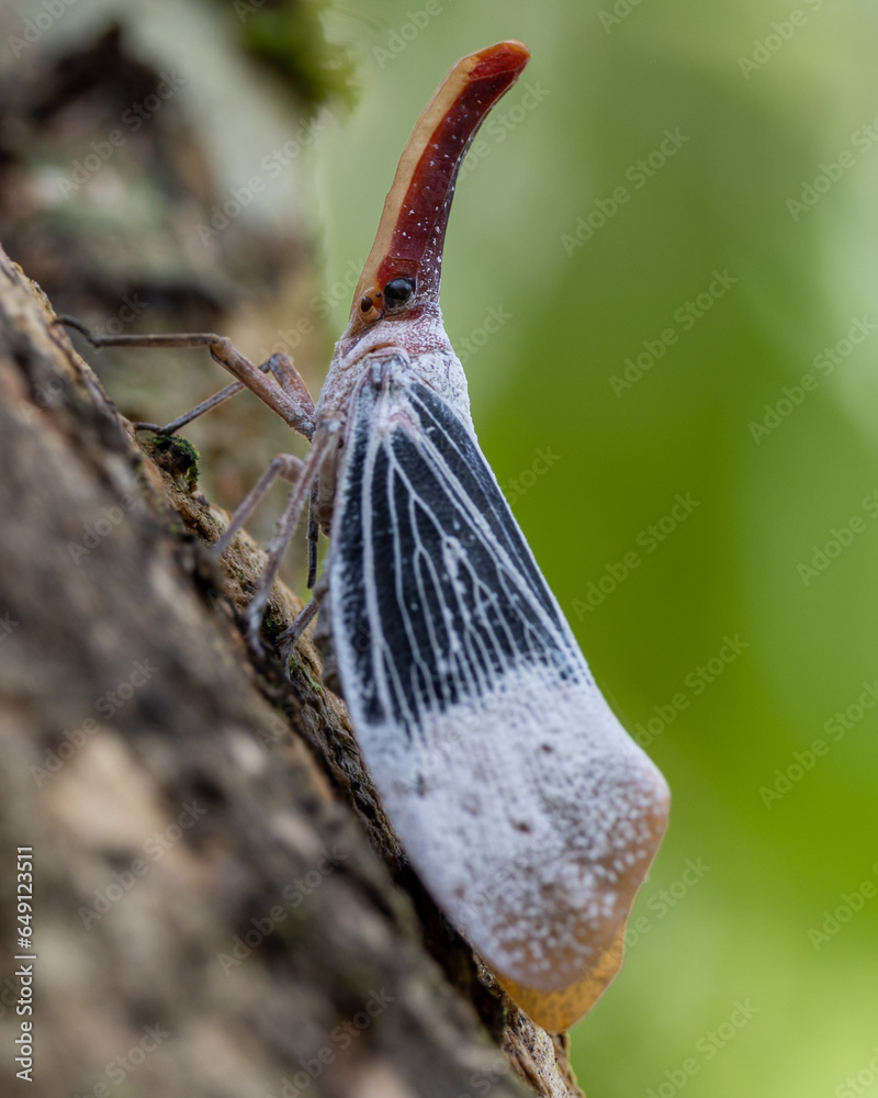 Pyrop Laternbug Nature wildlife footage of beautiful Lantern bug, Pyrops sultanus Stock ...