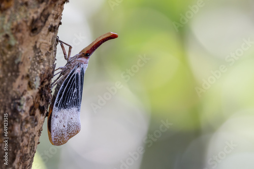 Nature wildlife footage of beautiful Lantern bug, Pyrops sultanus