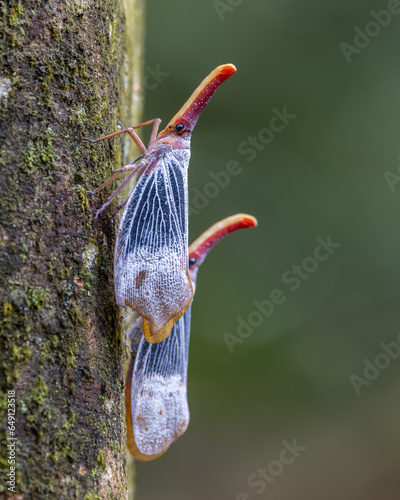 Nature wildlife footage of beautiful Lantern bug, Pyrops sultanus photo