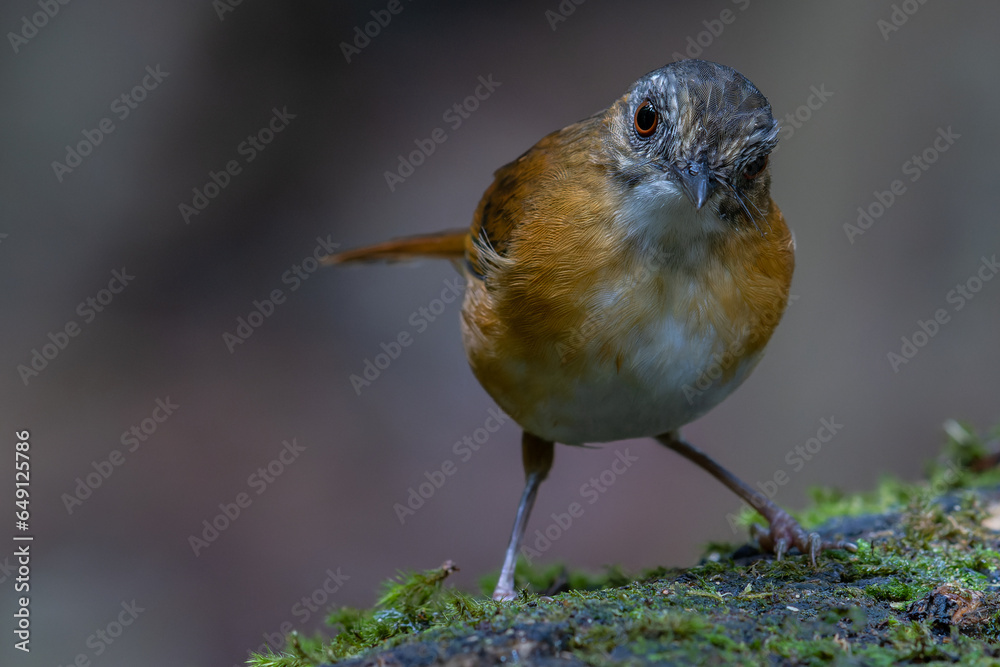 Fototapeta premium Nature wildlife image of Temminck's Babbler bird on Deep rainforest jungle at Sabah, Borneo