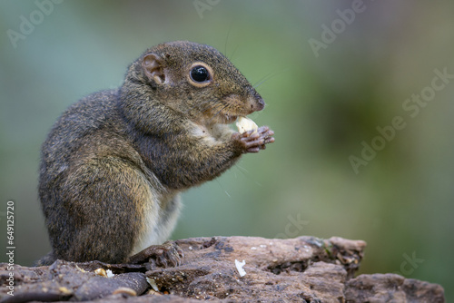 Nature wildlife image of Bornean Mountain Ground Squirrel on deep jungle forest.