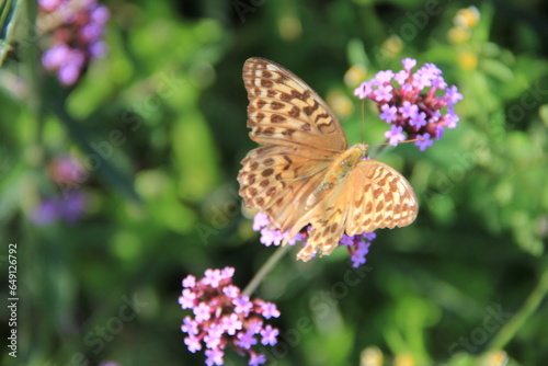 ヒョウモンチョウ(豹紋蝶)/バーベナの花に飛来したヒョウモンチョウ