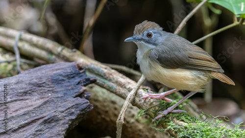 Nature wildlife image of beautiful and cute bird name as Short-tailed babbler photo