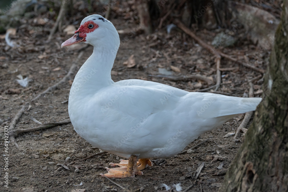 Domestic muscovy duck full body shot Domestic muscovy duck full body shot