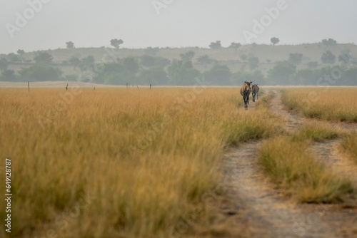 wild male nilgai or blue bull or Boselaphus tragocamelus family walking in a pattern on forest road or track at grassland landscape background of tal chhapar sanctuary churu rajasthan india asia