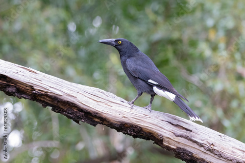 Pied Currawong black bird perched in natural habitat, New South Wales, Australia