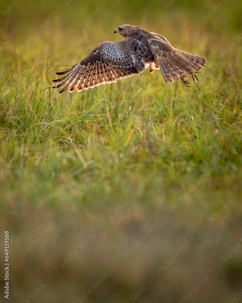 Fototapeta premium White eyed buzzard or Butastur teesa closeup flying in air with full wingspan taking off from ground in natural green background at sanctuary forest or national park of central india asia