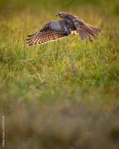 White eyed buzzard or Butastur teesa closeup flying in air with full wingspan taking off from ground in natural green background at sanctuary forest or national park of central india asia