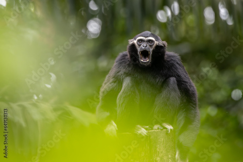 Endearing Pileated Gibbon (Hylobates pileatus) Swinging Through the Forest Canopy - Exquisite Wildlife photo
