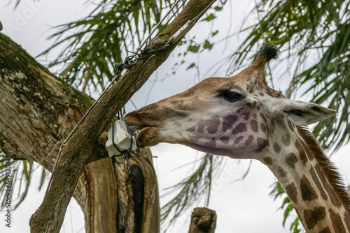 Majestic Giraffe Close-up - Stunning Head Shot of a Graceful Zirafah  Giraffa camelopardalis  - Captivating Wildlife