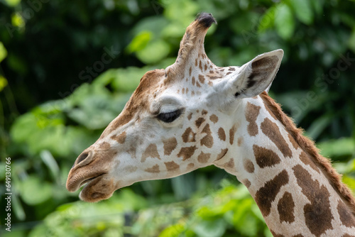 Majestic Giraffe Close-up - Stunning Head Shot of a Graceful Zirafah (Giraffa camelopardalis) - Captivating Wildlife © alenthien
