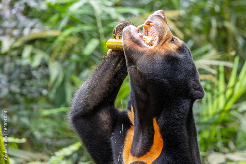 Endearing Sun Bear (Helarctos malayanus) Savoring a Delectable Meal - Captivating Wildlife photo