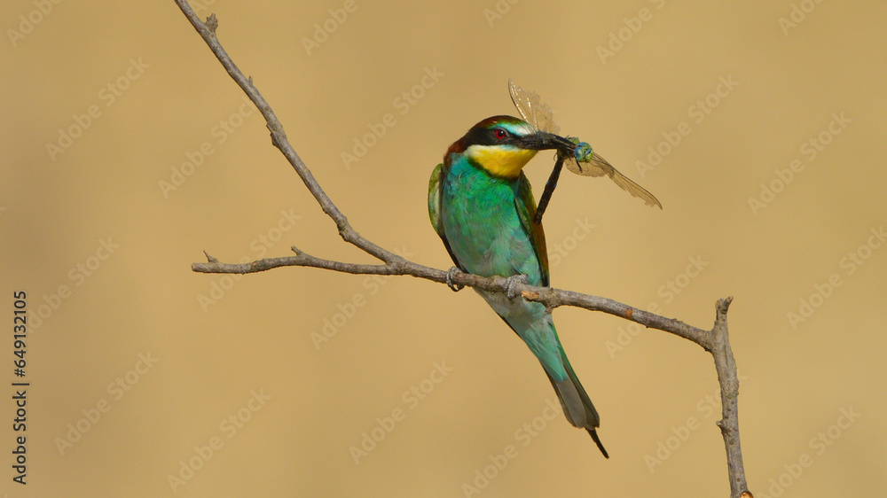 European Bee-eater with food on beak European Bee-eater with food on beak