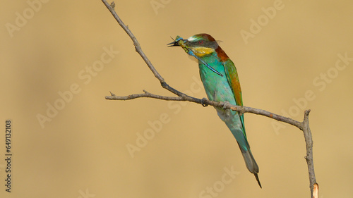 European Bee-eater with food on beak