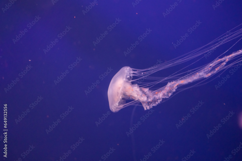 Jellyfishes with illuminated light swimming in aquarium