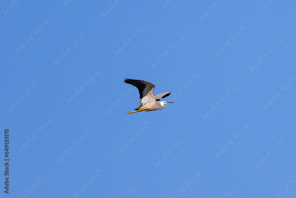 White faced heron seen in flight over the Tweed River inlet, New South Wales, Australia