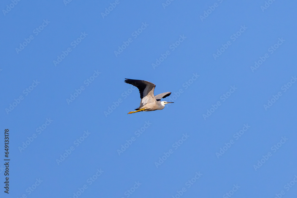 White faced heron seen in flight over the Tweed River inlet, New South Wales, Australia White faced heron seen in flight over the Tweed River inlet, New South Wales, Australia