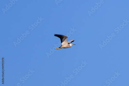 White faced heron seen in flight over the Tweed River inlet  New South Wales  Australia