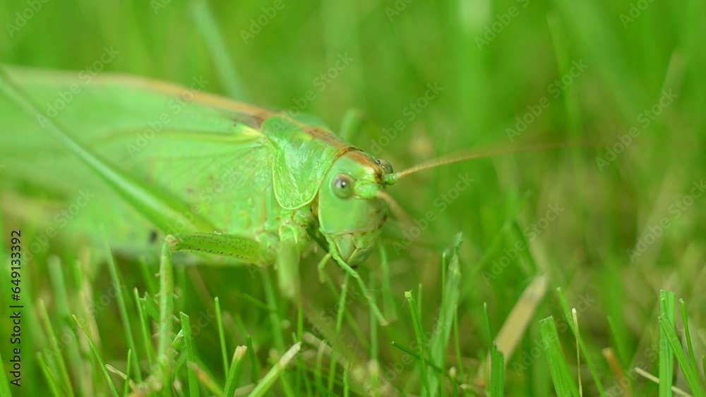 The green grasshopper crawls on the green grass to stop and flies away. 