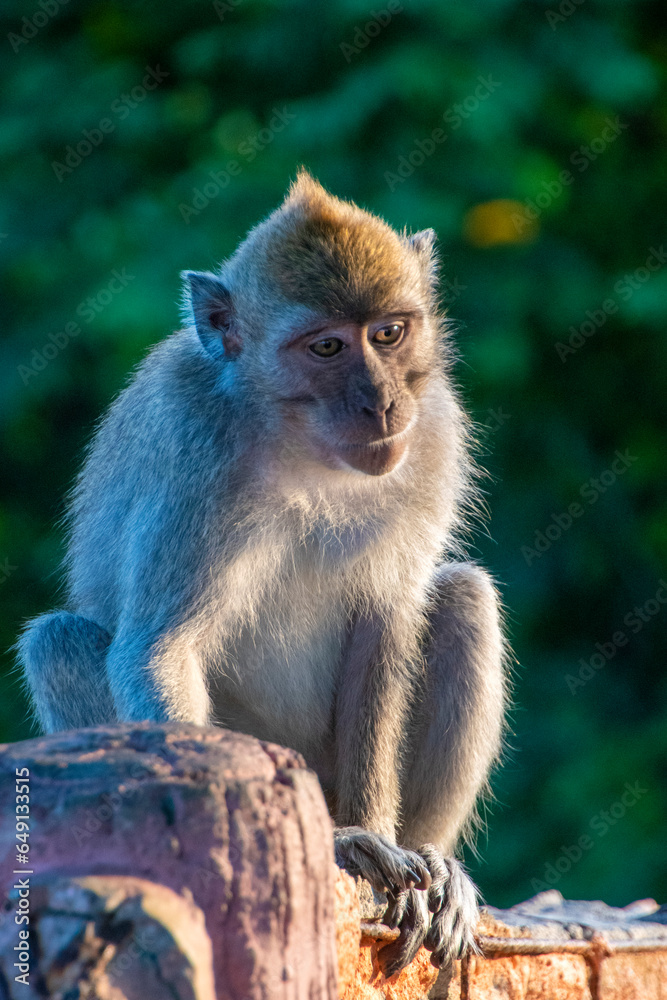 Macaque monkey in the tropical rainforest, East Java, Indonesia Macaque monkey in the tropical rainforest, East Java, Indonesia