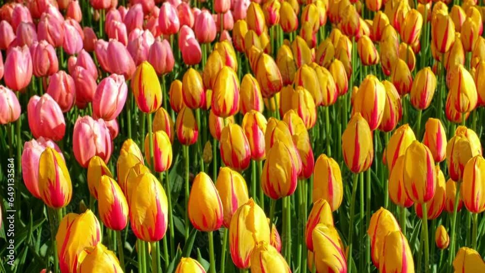 Blooming tulips flowerbed in Keukenhof flower garden, also known as the Garden of Europe. One of the world's largest flower gardens. Lisse, the Netherlands. Horizontal camera pan