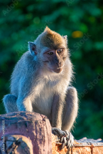 Macaque monkey in the tropical rainforest, East Java, Indonesia