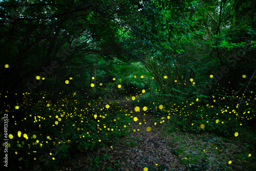 대한민국 제주도의 유명한 관광 명소인 곶자왈 숲속에서 반딧불이 들이 아름다운 빛으로 멋진 풍경을 만들고 있다.
