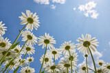 beautiful delicate white daisies against the blue sky on a sunny and clear day, view from below. good mood, happiness