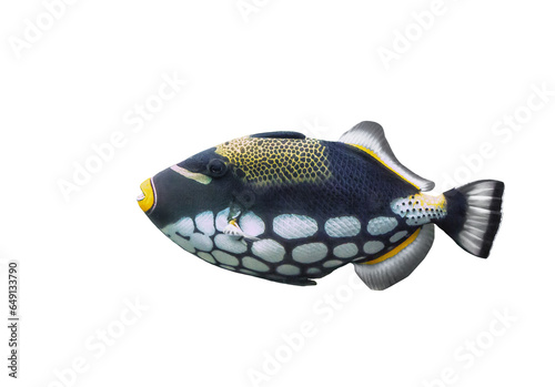 Clown Triggerfish isolated on transparent background. Colorful clownfish cut out icon, side view