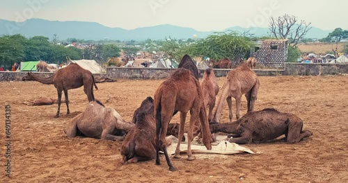 Camels at Pushkar mela camel fair in field. Pushcar Camera Fair is a famous indian festival. Pushkar, Rajasthan, India, Asia photo