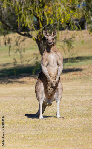 Large male Eastern Grey Kangaroo with huge muscles, New South Wales, Australia