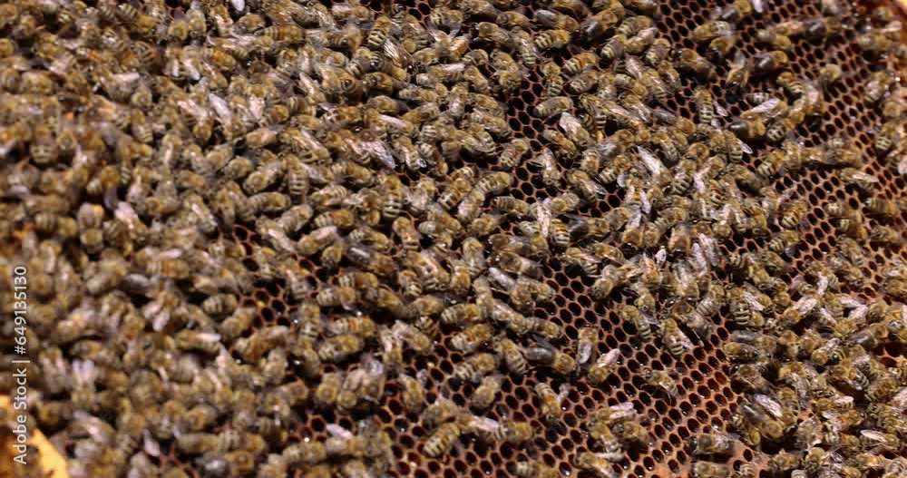 Focused closeup top of the hive without lid, a lot of bees flying and roaming. Wooden frame on which a swarm of bees is sitting making honey on beeswax Focused closeup top of the hive without lid, a lot of bees flying and roaming. Wooden frame on which a swarm of bees is sitting making honey on beeswax