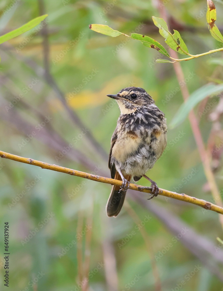 Fototapeta premium sparrow on a branch