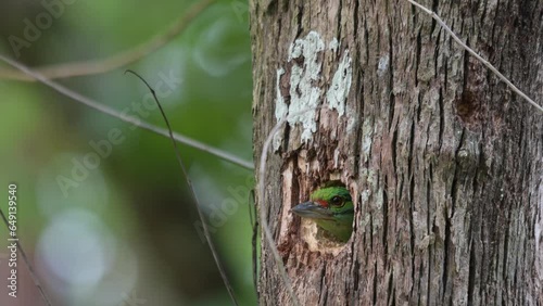 Seen with its head out of its nest as it looks around, Moustached Barbet Psilopogon incognitus, Thailand photo