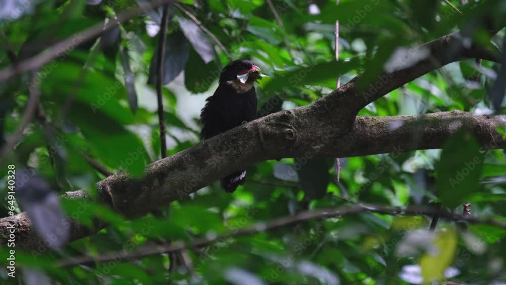 Facing to the right with a leaf in its mouth while perched on a big branch in Kaeng Krachan National Park, Dusky Broadbill Corydon sumatranus, Thailand Facing to the right with a leaf in its mouth while perched on a big branch in Kaeng Krachan National Park, Dusky Broadbill Corydon sumatranus, Thailand