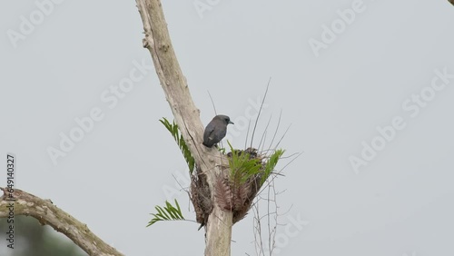 Mother bird perched above the nest and carefully looks down to its nestlings, Ashy Woodswallow Artamus fuscus, Thailand photo