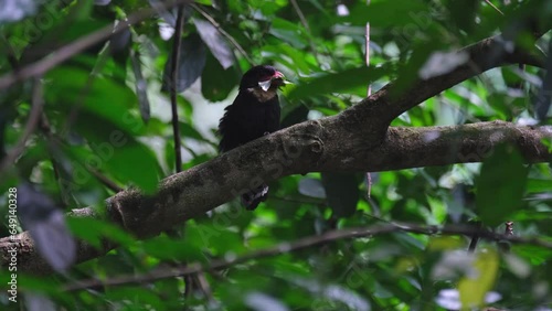 Facing to the right with a leaf in its mouth while perched on a big branch in Kaeng Krachan National Park, Dusky Broadbill Corydon sumatranus, Thailand photo