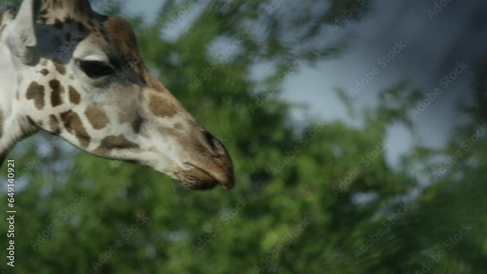 Giraffe heads, Slowmotion, warm and sunny day, RED 4K Giraffe heads, Slowmotion, warm and sunny day, RED 4K