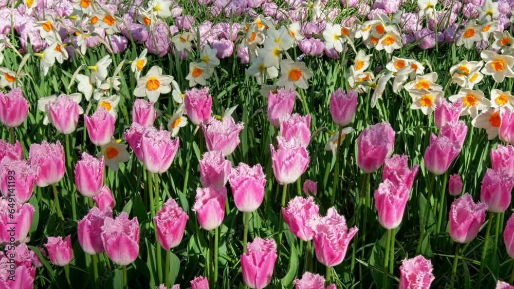 Blooming tulips flowerbed in Keukenhof flower garden, also known as the Garden of Europe. One of the world's largest flower gardens. Lisse, the Netherlands. Horizontal camera pan