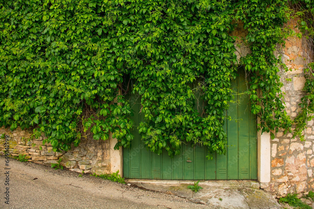 An old door partially covered by a creeper in an historic residential building in the town of Nerezisca, Brac Island, Croatia