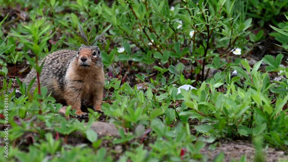 Columbian ground squirrel Columbian ground squirrel