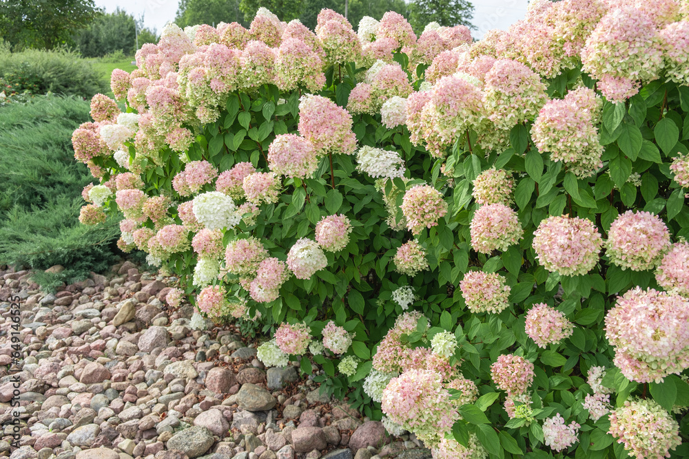 Hydrangea paniculata and conifer. Beautiful Garden path made of natural ...