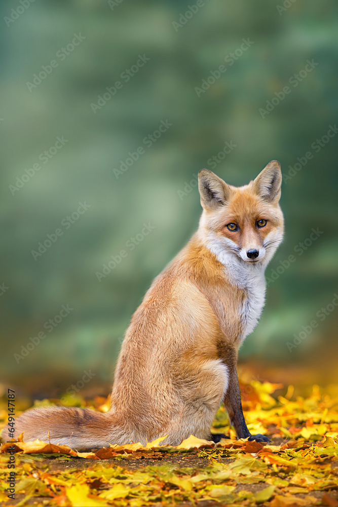 Fox in the autumn forest Fox in the autumn forest